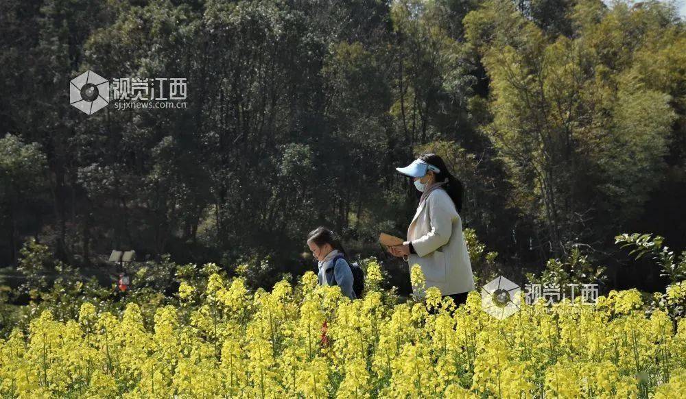 江西鄱阳莲花山乡第七届柿子旅游文化节开幕