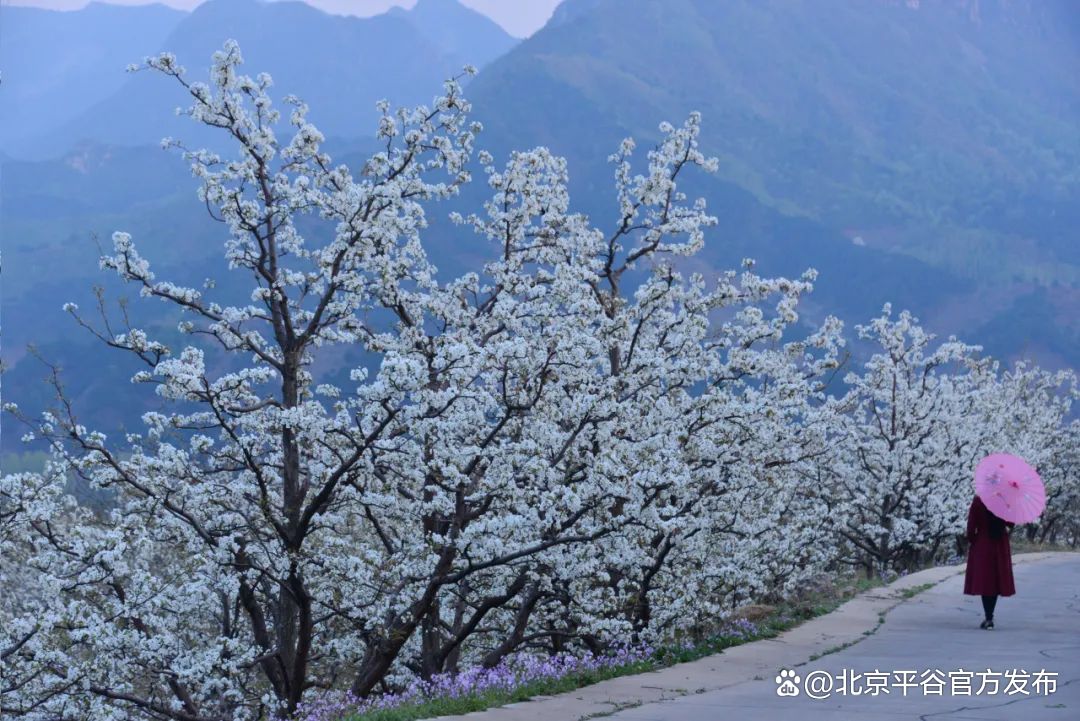 万亩梨花渐次绽放 游京北山区享受梨花谷雨