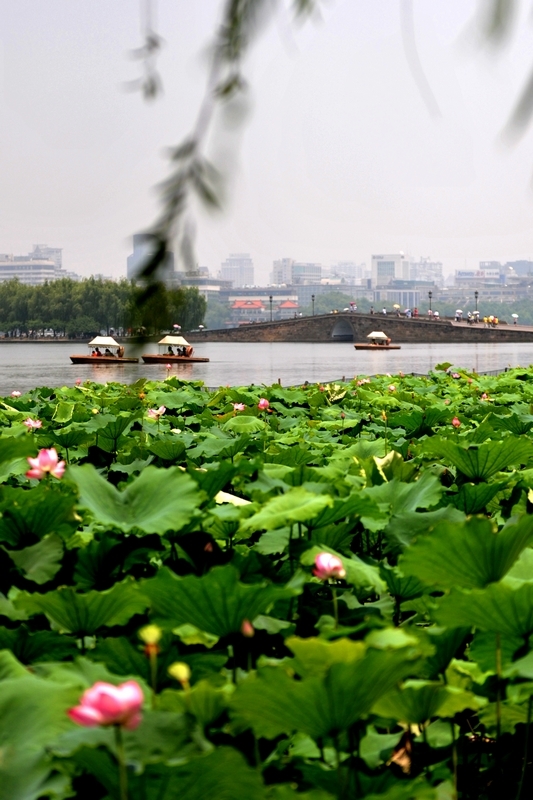 杭州西湖夏荷争艳