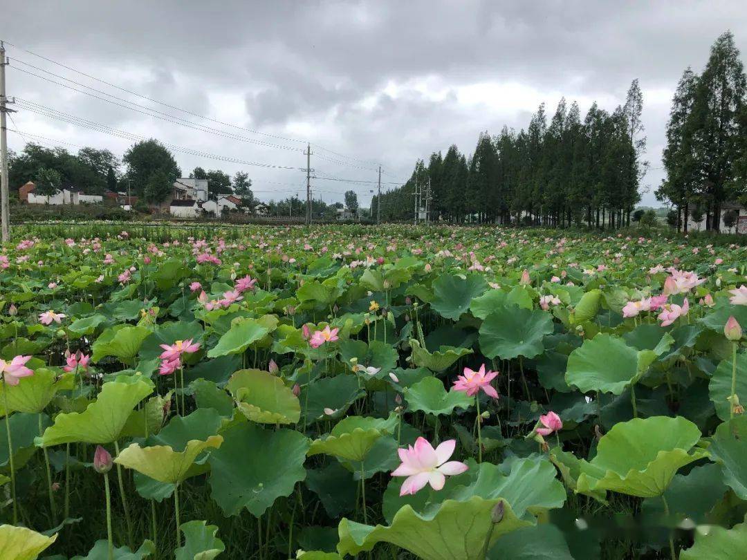 夏日乡村美景引游人