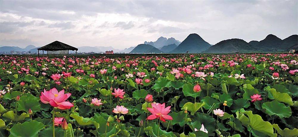 甘肃庆阳： 黄土高坡遇荷花，莲开夏日香四溢