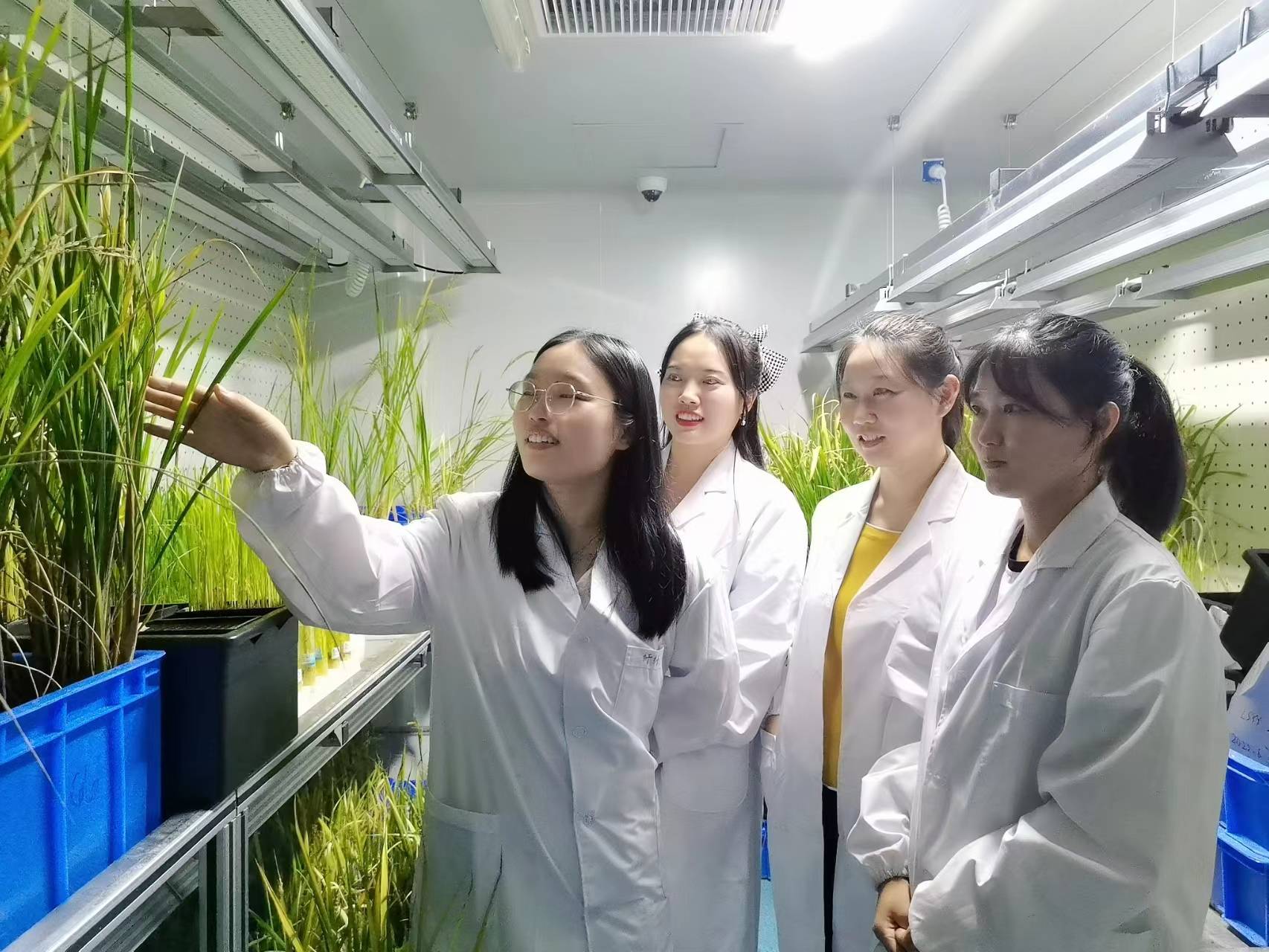 中国科学家成功“拼”出小麦完整基因组“拼图”