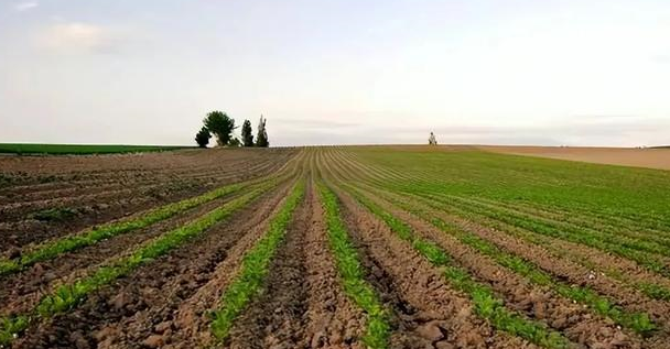 美媒惊叹：“中国向巴西迅速下单 购买潮异常大”！美国农民喊苦：我曾投票给特朗普