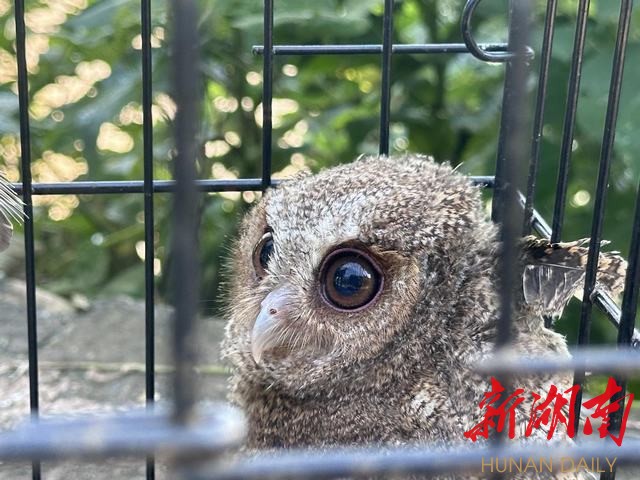 广东紫金救护3只珍稀领角鸮 已顺利放归野外
